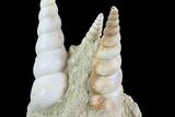 Fossil Gastropod (Haustator) Cluster - Damery, France #74514-2